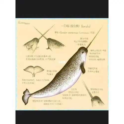 简笔画140独角鲸