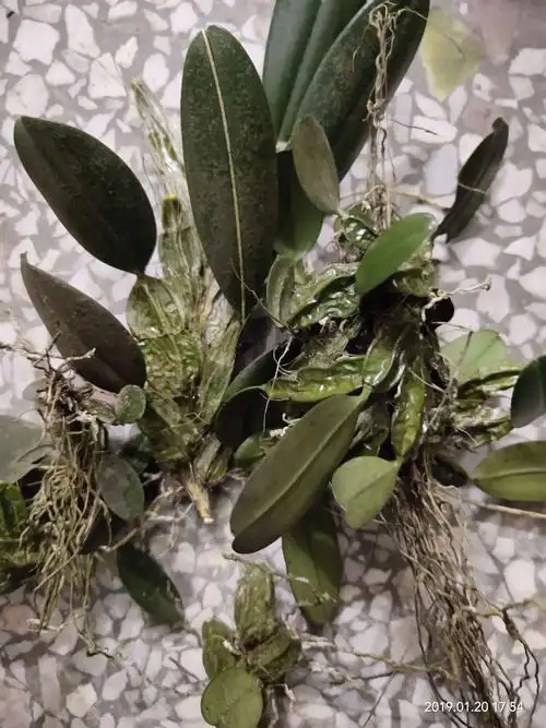 正宗散养果园走地鸡.本地黑山羊. - 美篇