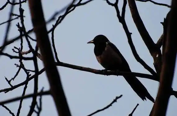 秦岭的喜鹊雌雄羽色相似,头,颈,背至尾均为深黑色,而且喜鹊自前往后