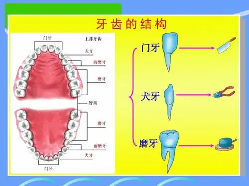 牙齿的结构 门牙 犬牙 磨牙