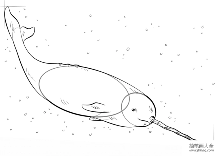 如何画独角鲸简笔画