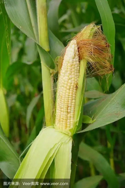 玉米的豆荚在玉米植株上,玉米地的农业园里,玉米荚在玉米树干上