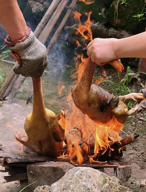 正宗土鸭子08吃羊奶粉长大的