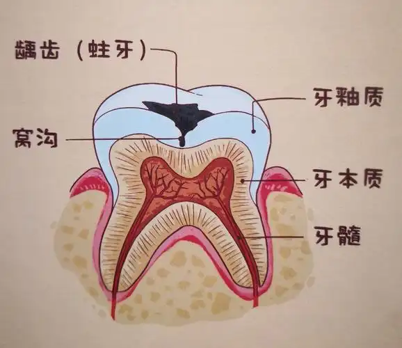 科学知识卡:磨牙大哥~牙齿的构造